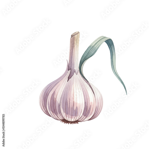 Garlic Isolated on Transparent PNG Background - Watercolour Art