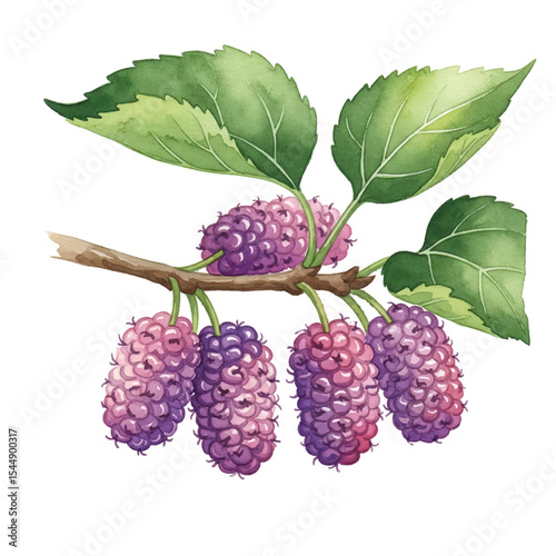 Mulberry Isolated on Transparent PNG Background - Watercolour Art
