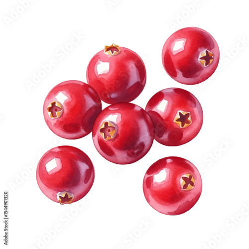 Cranberries Isolated on Transparent PNG Background - Watercolour Art