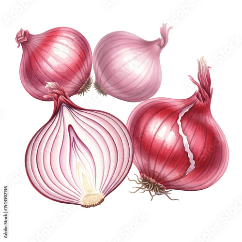 Onions and Half Cut onions Isolated on Transparent PNG Background - Watercolour Art