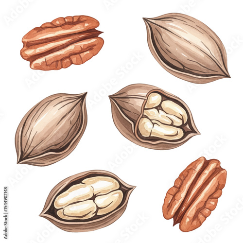 Pecan Nuts Isolated on Transparent PNG Background - Watercolour Art