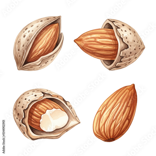 Almond Nuts Isolated on Transparent PNG Background - Watercolour Art