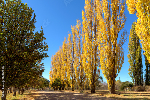 Street in Clarens lined with poplar trees in autumn colors