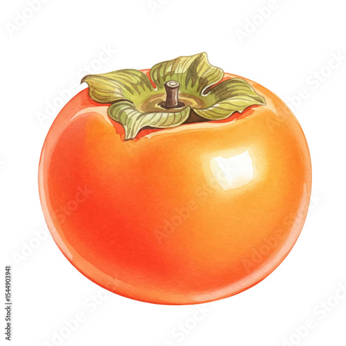 Persimmon Isolated on Transparent PNG Background - Watercolour Art