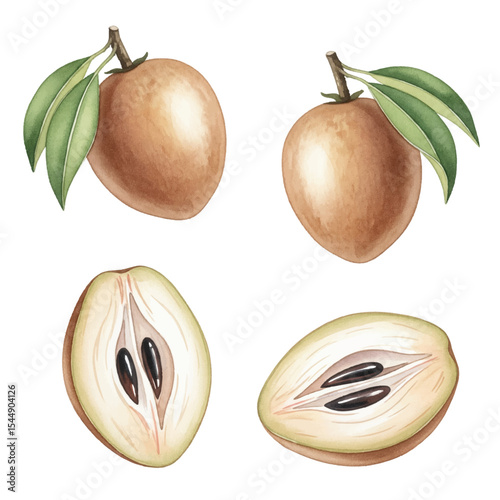 Sapodilla Fruit Isolated on Transparent PNG Background - Watercolour Art