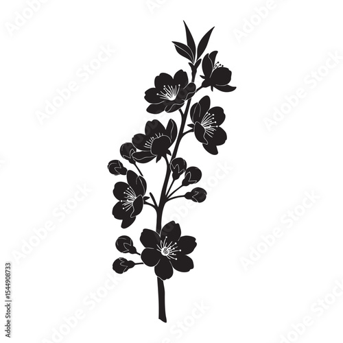 Elegant cherry blossom branch with blooming flowers and unopened buds illustration