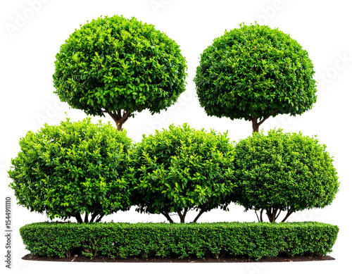 green tree isolated on white