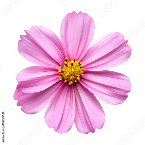 Dainty Pink Cosmos Flower PNG – Transparent Background.