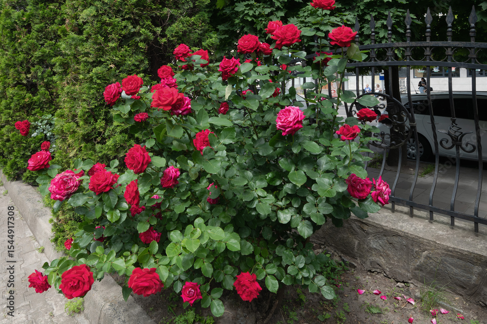 Naklejka premium A vibrant rose bush in full bloom with red roses in a garden setting.