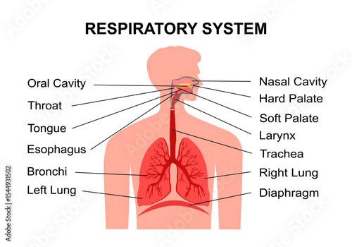 Human respiratory system with description of the corresponding parts. Anatomical vector illustration in flat style isolated over white background.