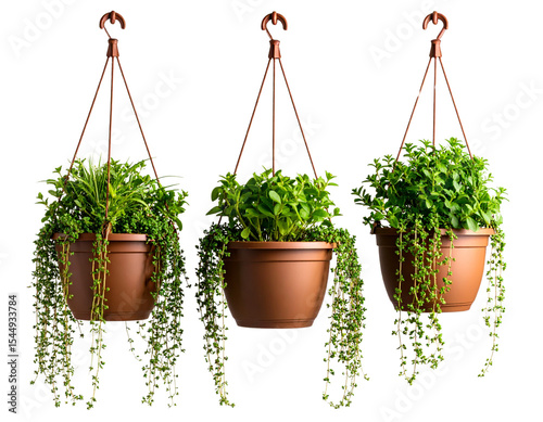 flowers in pots