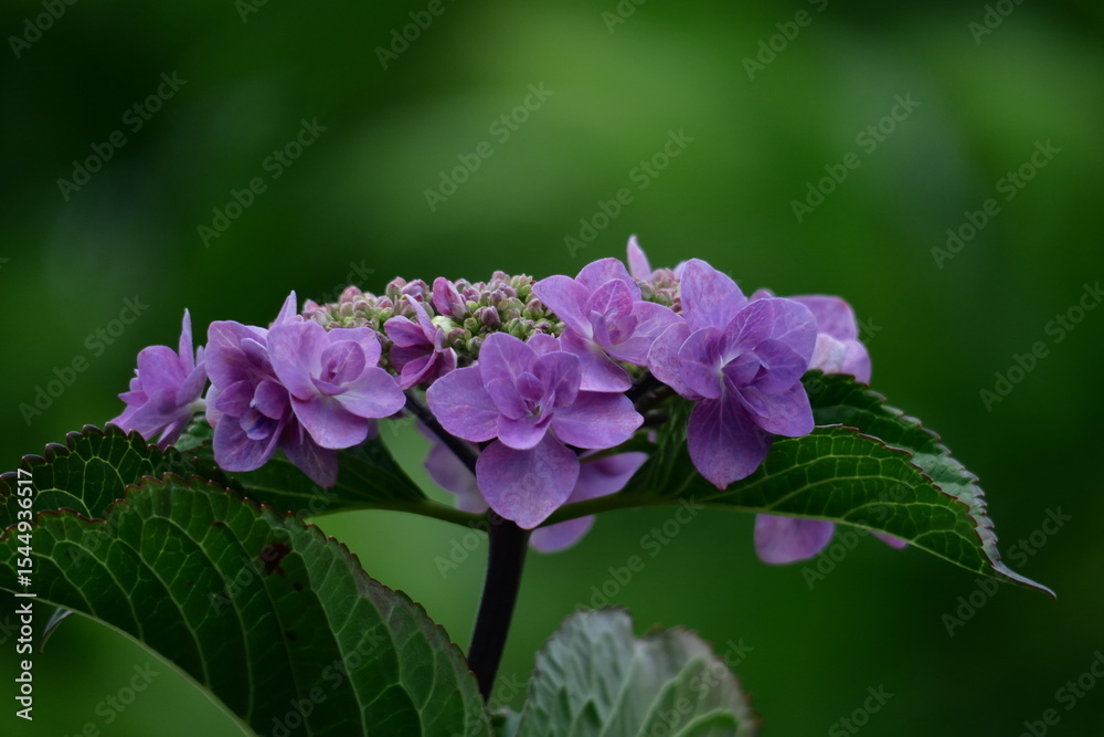 Fototapeta premium 雨に濡れて咲く