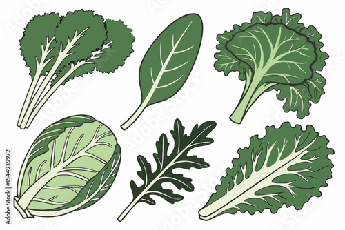 Assortment of leafy green vegetables isolated on white background