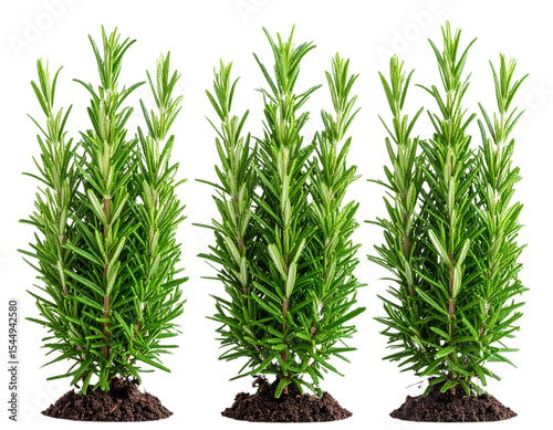 green plant isolated on white background