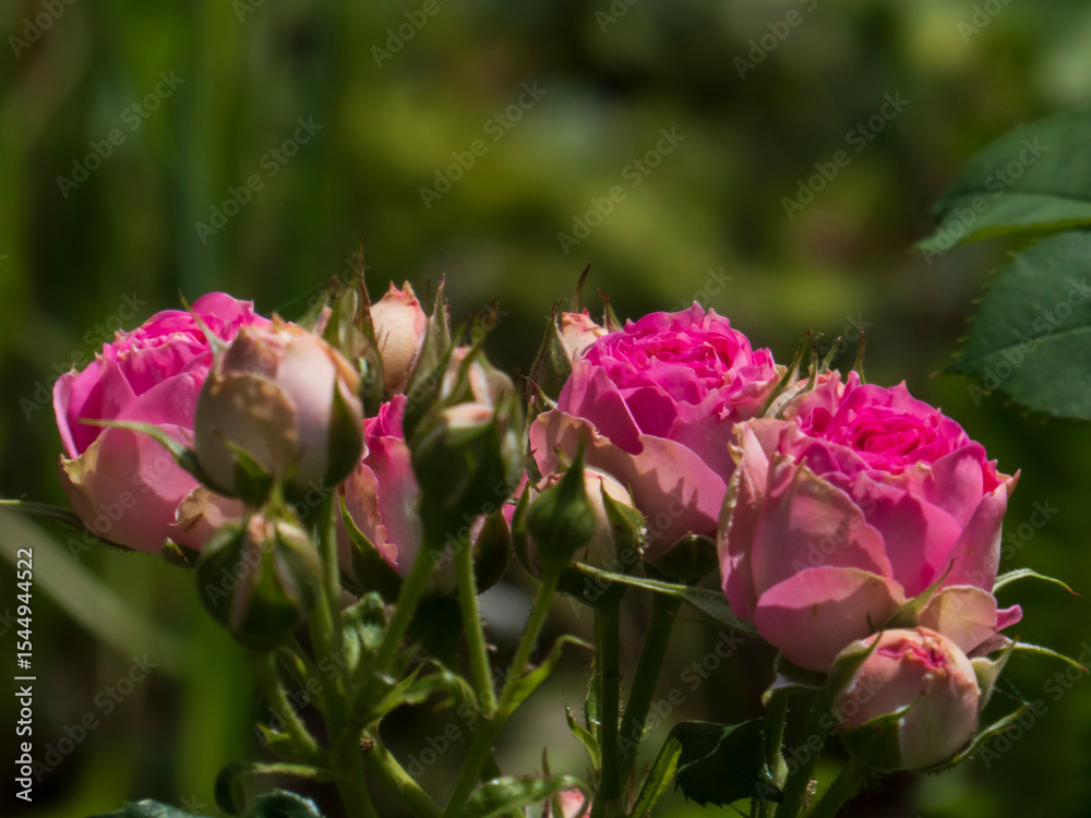 Sunlit Pink Rose Buds and Opening Blooms in a Garden Sunlit Pink Rose Buds and Opening Blooms in a Garden