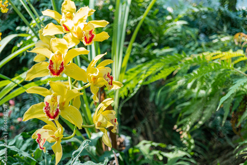 Obraz premium Vibrant yellow orchids with red centers against lush greenery, full bloom, natural light highlights intricate details, conveying themes of nature, beauty, freshness