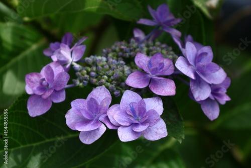 Wallpaper Mural 雨に濡れて咲く Torontodigital.ca