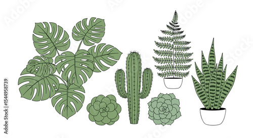 Illustration of various potted plants including monstera, fern, cactus and succulents