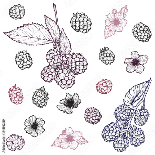 Set of blackberries with their flowers. Vector hand drawn line art of summer fruit in red and black isolated on white background. Highly detailed for print and online projects.