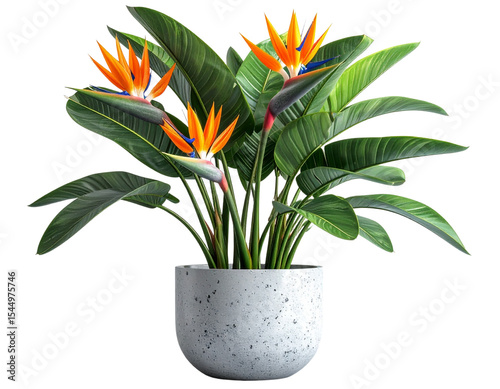 orange lily in a pot