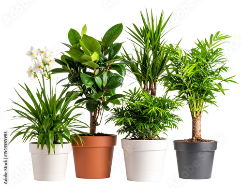 houseplant in a pot
