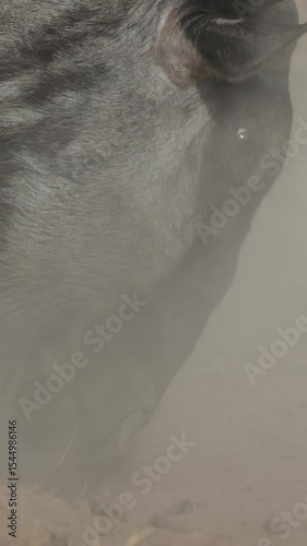 Vertical video, blue wildebeest kicking up a sandstorm