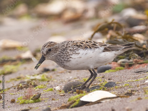 A Semipalmated Sandpiper in alternate, summer plumage and feeding on a winged insect found amongst the wrack on the beach