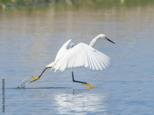 An adult Snowy Egret actively chasing fish by sprinting across the water with wings raised