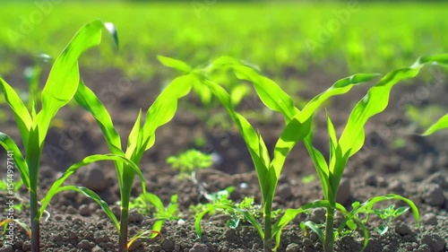 Close up of young corn plants growing in a field on a sunny day with a green background