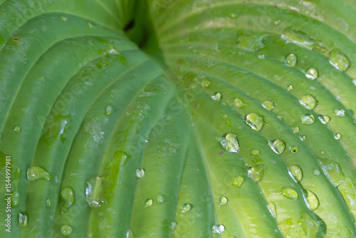 Water droplets glisten on a large, green leaf in close-up. The leaf veins run elegantly in soft lines.