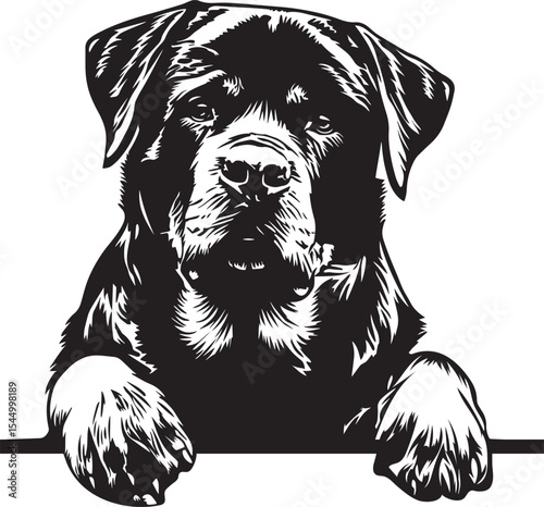 peeking rottweiler dog