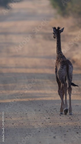 Vertical video, a newborn giraffe crossing the road