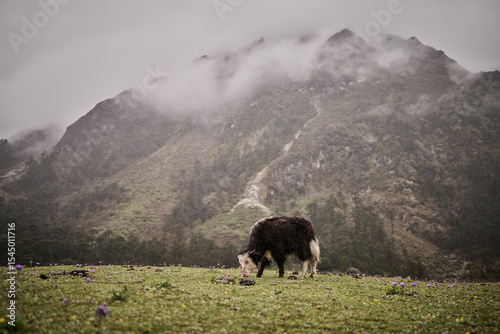 Yak Grazing in Yumthang Valley, North Sikkim