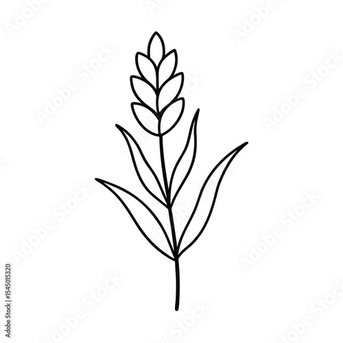 lavender flower outline vector art
