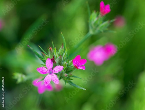 Cuadro en lienzo Beautiful close-up of dianthus armeria