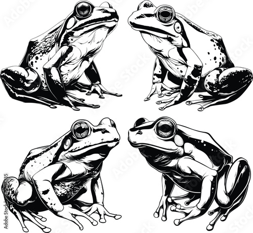 Four Frogs Various Poses Black White Line Art Collection