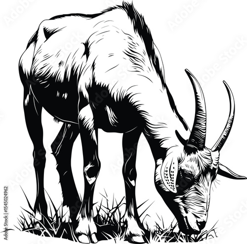 Goat Bending Grazing Black White Line Art Farm Scene