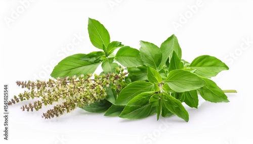 holy basil leaves and flowers isolated on white background for culinary and medicinal uses holy basil ocimum sanctum leaf isolated on white background