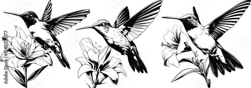Pair of Hummingbirds with Flowers Line Art Illustration