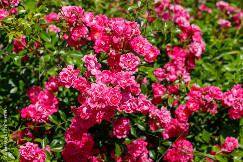 Pink Rose Bush Full Bloom