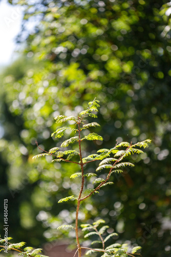Sequoioideae  Branch with Green Leaves Against Blurred Foliage Background