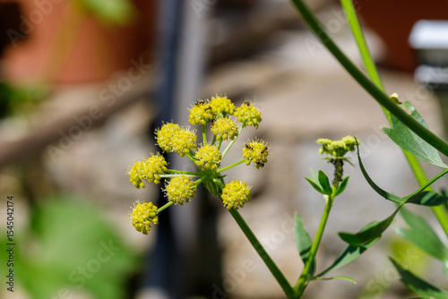Yellow Flowers with Ants in Garden Setting