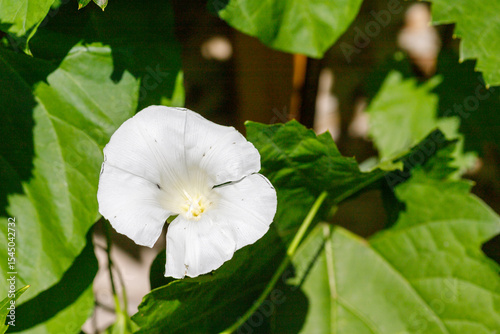 White Morning Glory Flower with Green Leaves