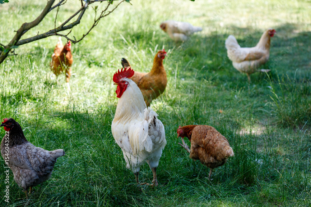 Fototapeta premium Chickens and Rooster in Grassy Area