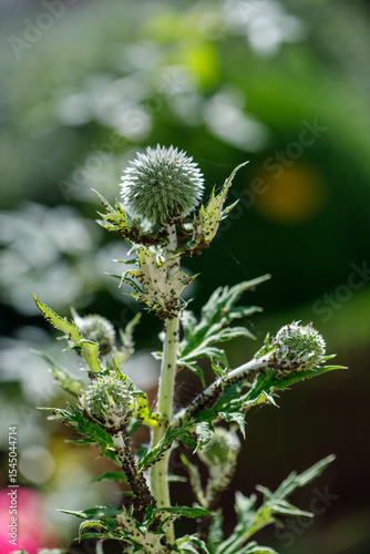 Globe Thistle Plant Infested with Aphids