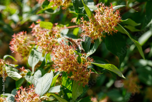 Flowering Bush with Spiky Seedheads and Green Leaves