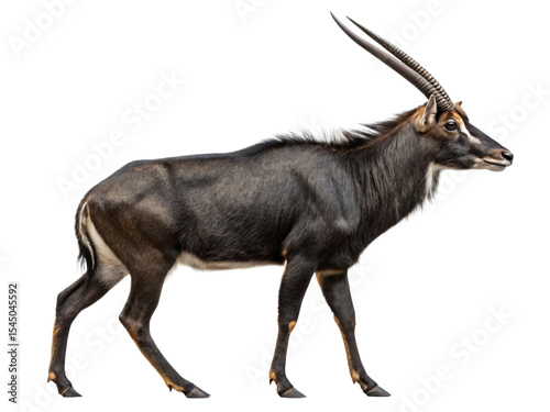 A defassa waterbuck walks, its full body visible, isolated on transparent background photo