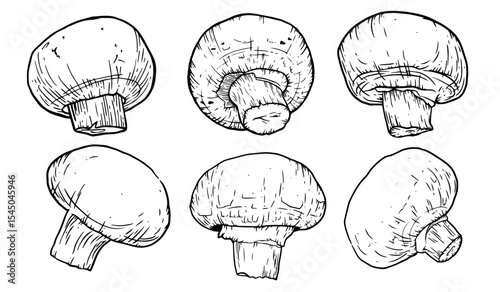 Mushrooms hand drawn set. Champignon Botanical Food ink Drawing illustration collection. 