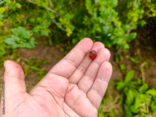 A hand displays a ripe berry surrounded by lush green leaves in a garden. garden garden, organic berries