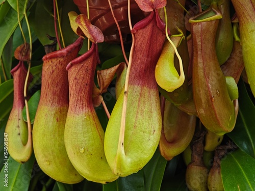Tropical pitcher plants